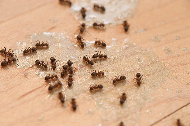 Best Termite Control Services  in Kenmore, WA