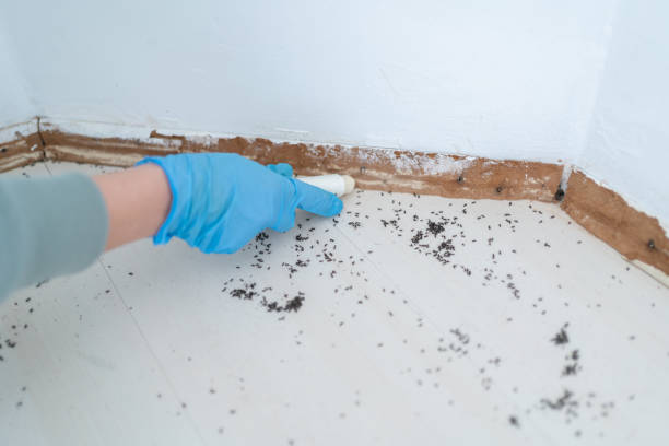 Best Insect Control  in Kenmore, WA